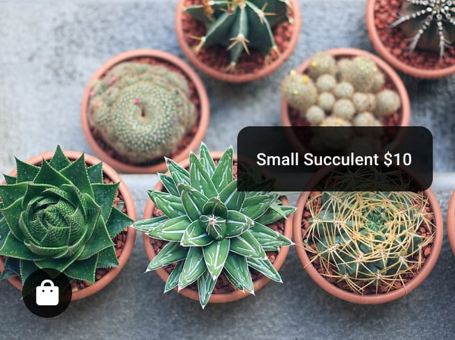 Instagram shopping interface highlighting small succulents for sale
