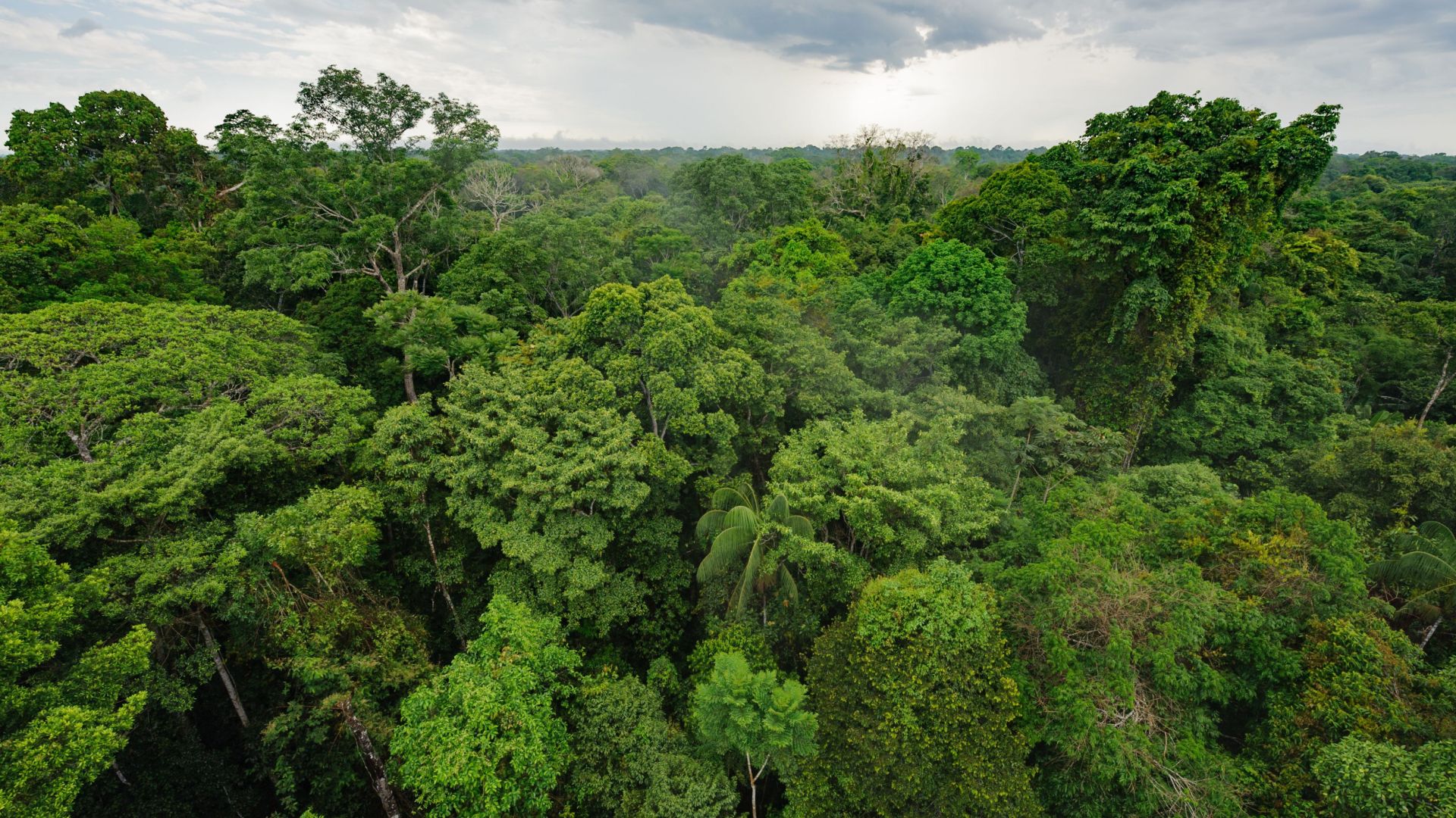 Image of Amazon rainforest