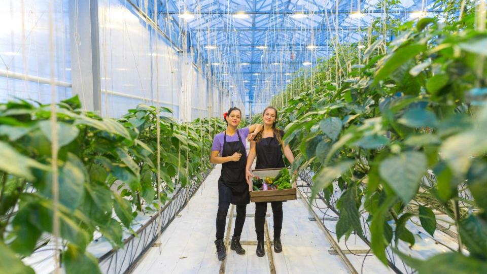 Two people standing in a farm, holding a box of vegetables.