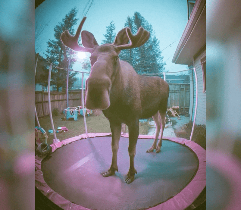 Vibes è il nuovo feed di video di Meta AI che vuole trasformare la creatività 9